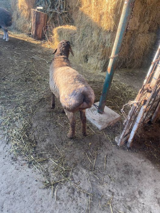 Qazoqi qoʻchqor sotiladi