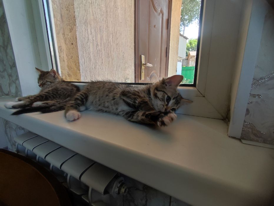 Отдам котят в добрые руки