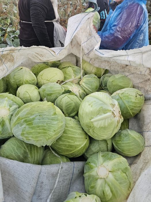 Varza plata taiat proaspat calitate superioara pentru murat,pastrare