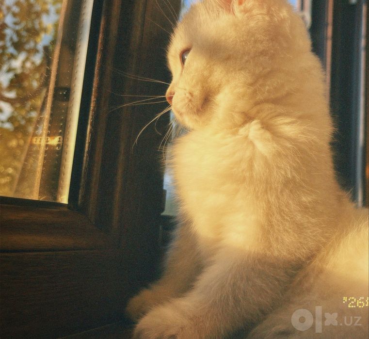 Кот, породистый, 4 месяца, Шеншилла