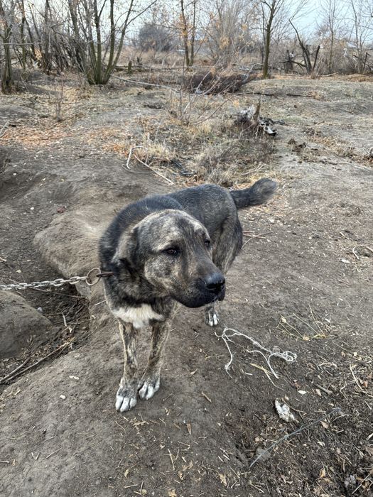 Алабай Ит сатылады.