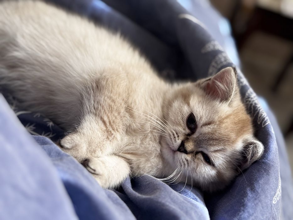 Продаётся кошка Scottish straight