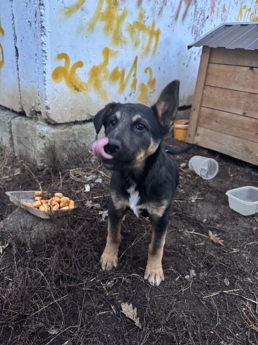 Щенка мальчика в добрые руки