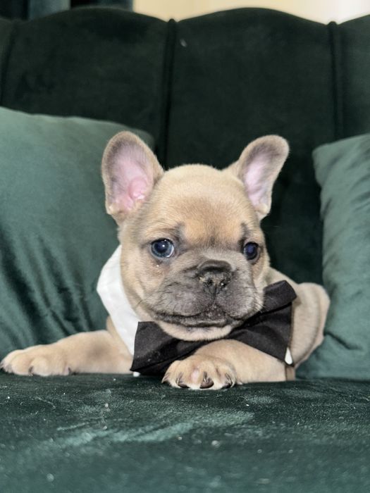 Bulldog francez Baiat