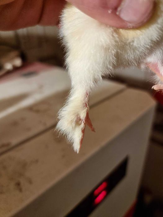 Oua incubat si pui brahma