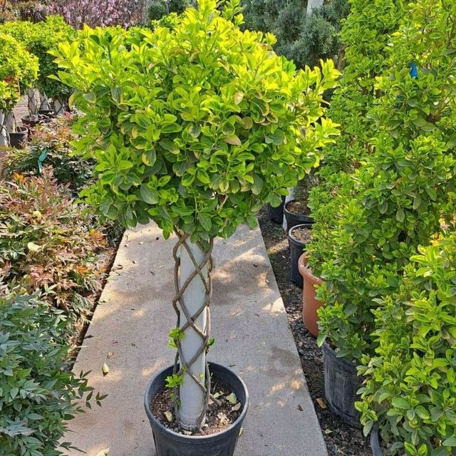 Gazon ekish archa kesish ishlar lanshaftni dizayin ishlar bazaramiz