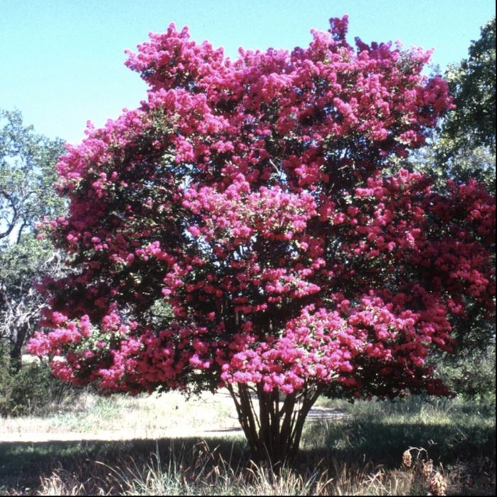 Lagerstroemia indica  ( liliac indian )