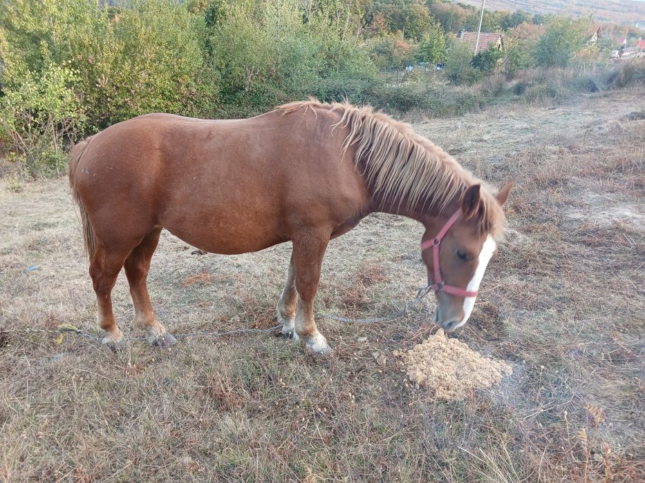 Vand Manz de un an si sapte luni
