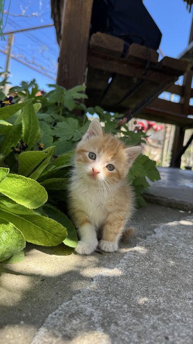 Малки пухчета  2 броя