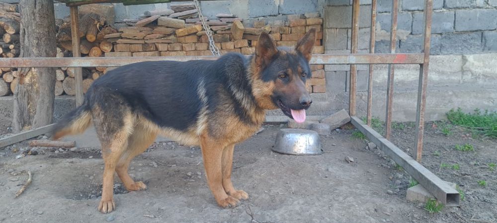 Продам немецкую овчарку !