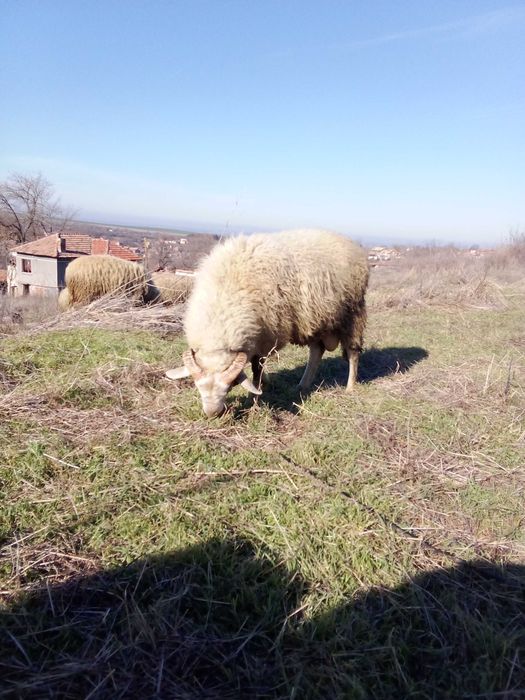Свободен овен собствен приплод