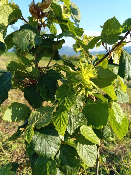 Продава се Земеделски имот в Асеновград -  кв.м за 3 €/дка - Снимка #3