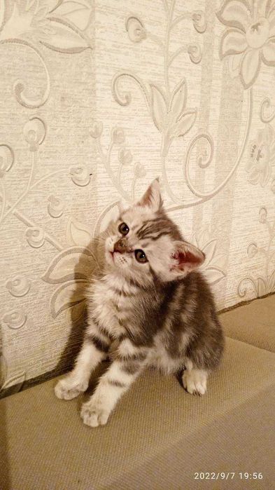 котята скотиш страйт