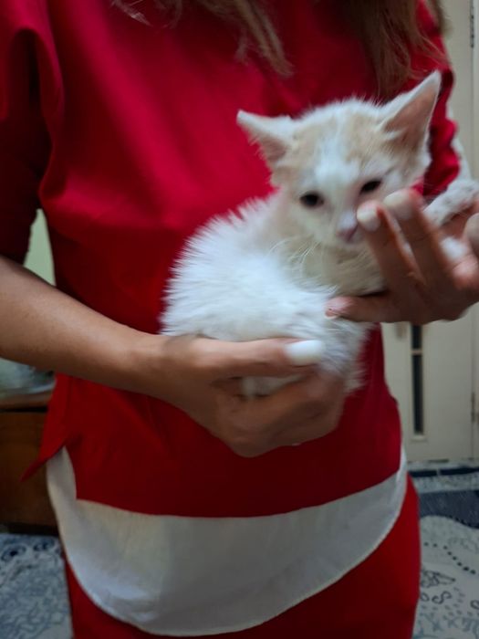 Котёнка в добрые руки