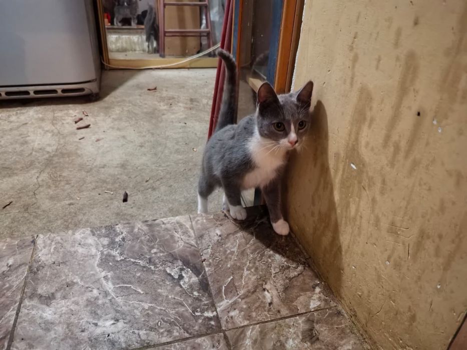 Отдам котят в хорошие руки