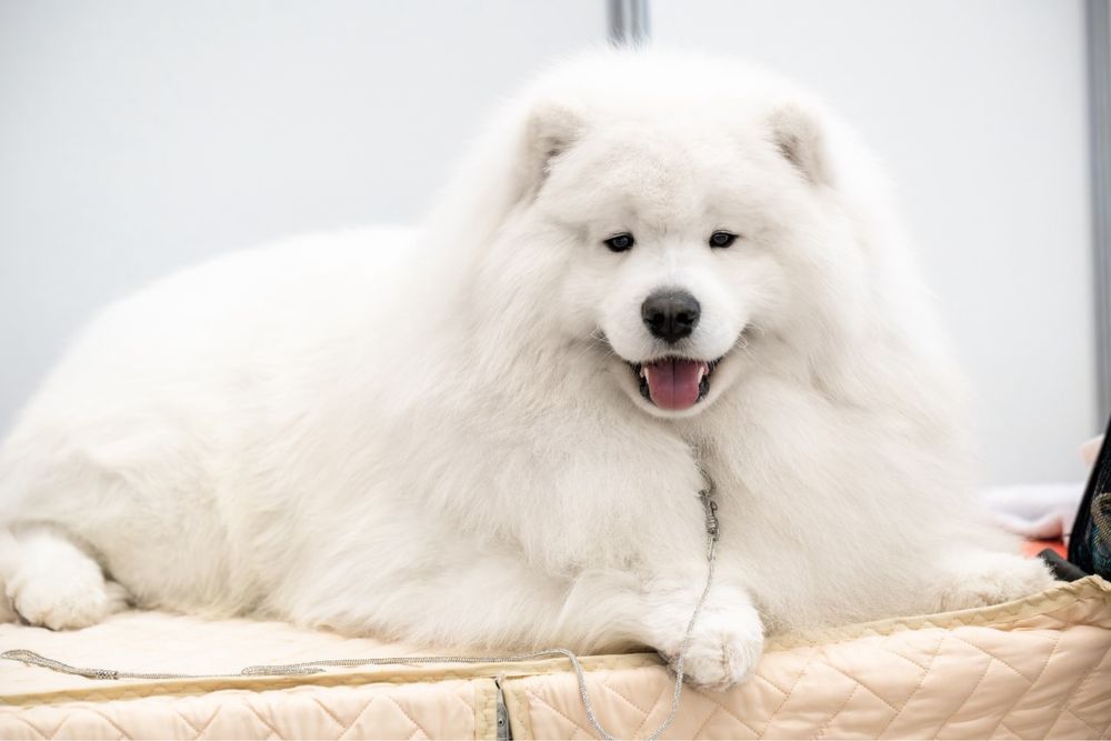 Щенки самоедской лайки