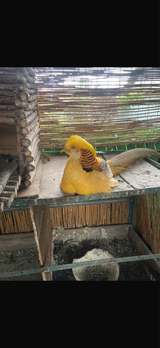 Vand oua fazani auriu pe rosu