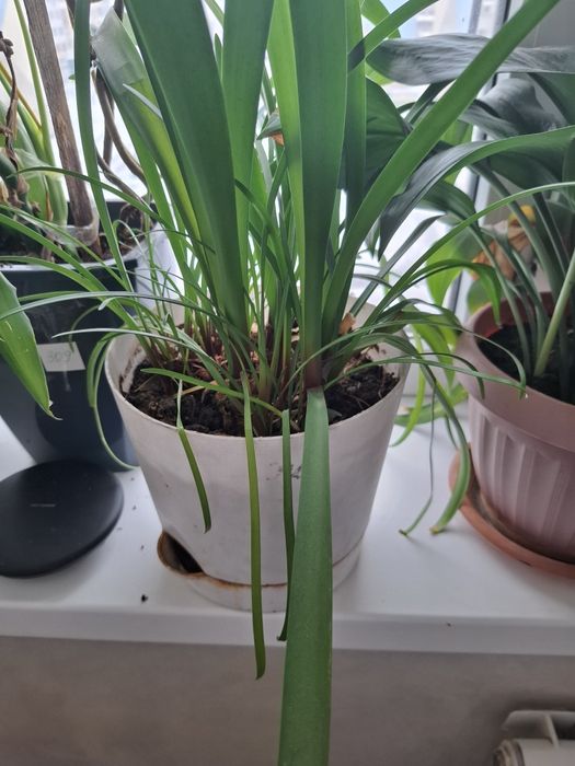 Комнатные растение хорошая