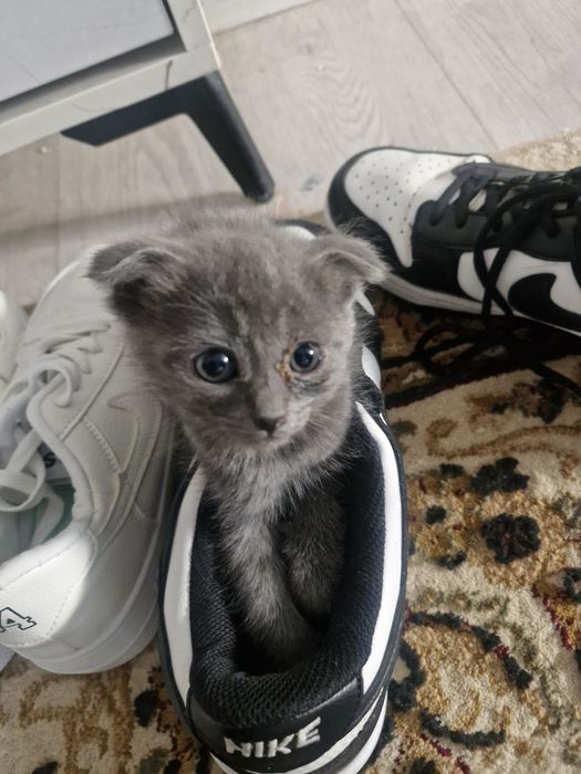 Животное, котята