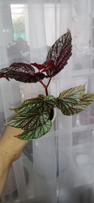 Продам комнатные растения