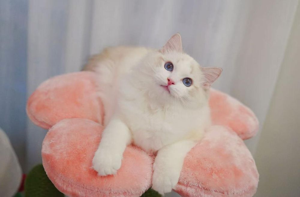 Регдоллы самые лучшые