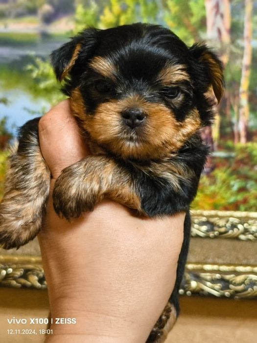 Очаровательные щенки Йорка.