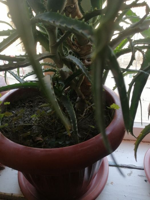 Алоэ кучатлари сотилади 25000