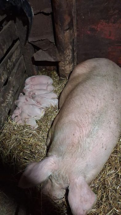 Продам поросят м