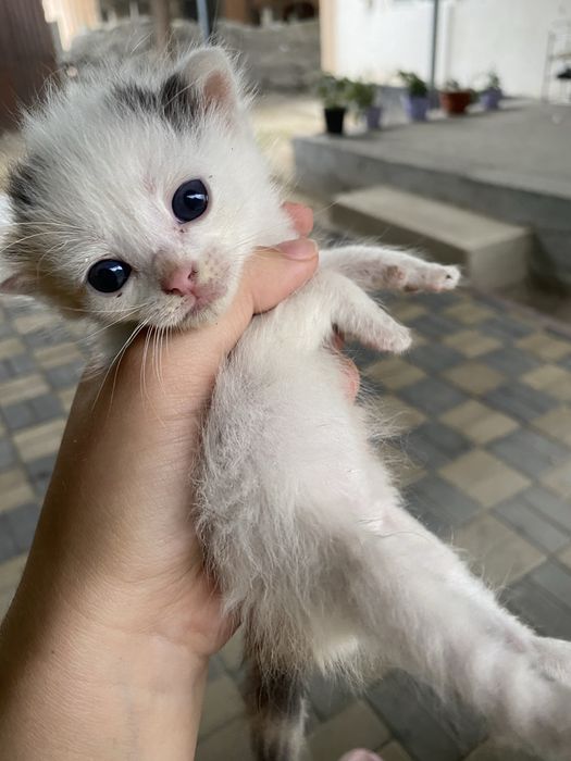 Отдам котёнка бесплатно в добрые руки