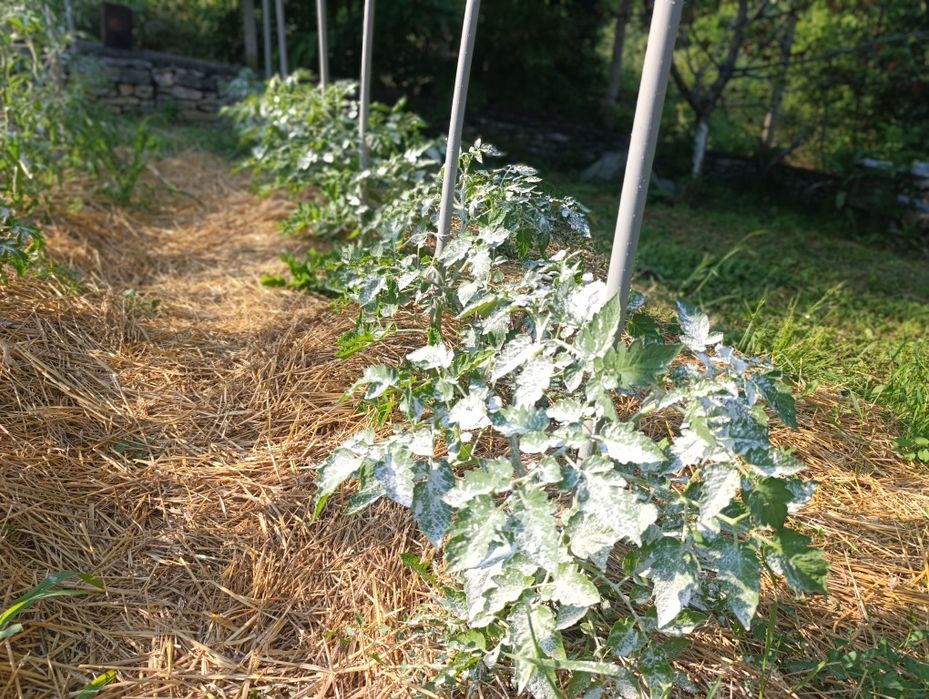 Каменно брашно за градината