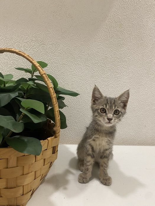 Продаем домашних котят,вакцинированые в надёжные, любищие руки