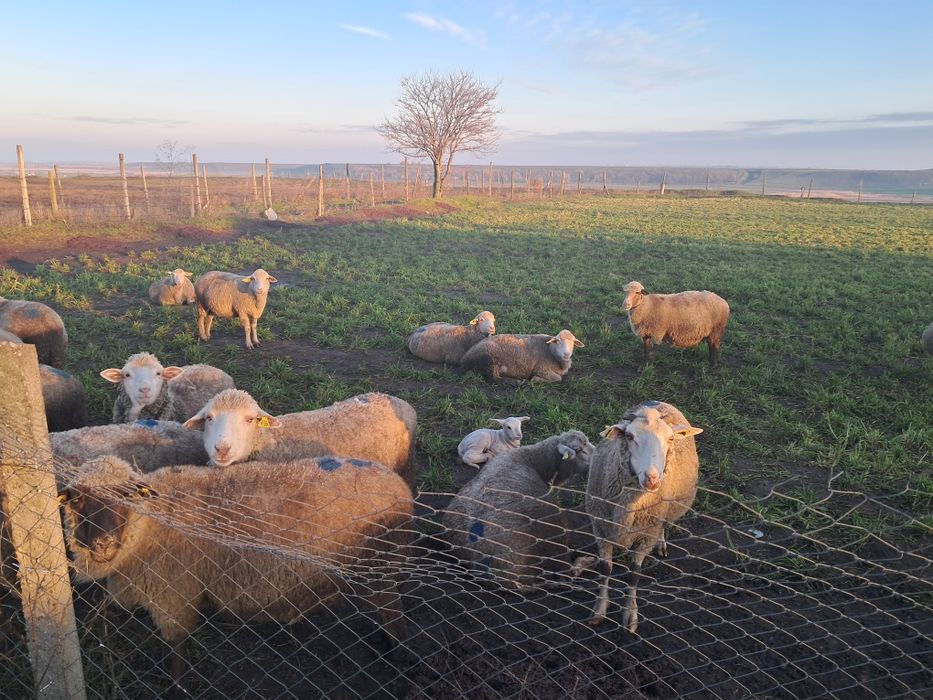 Vând oi Ulmu Braila