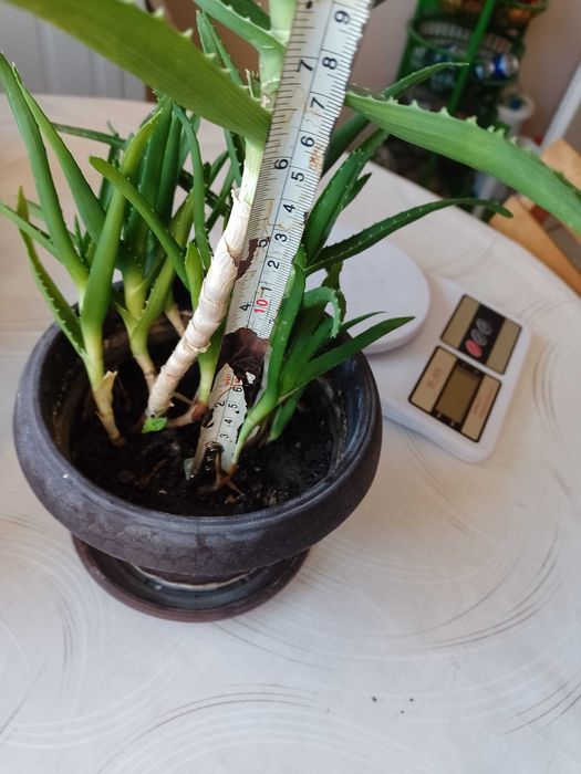 продавам алое вера