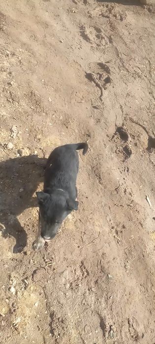 Немецкий авчарка 2 айлык кушик