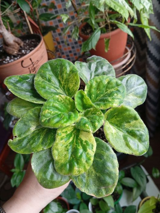 Продам комнатные растения