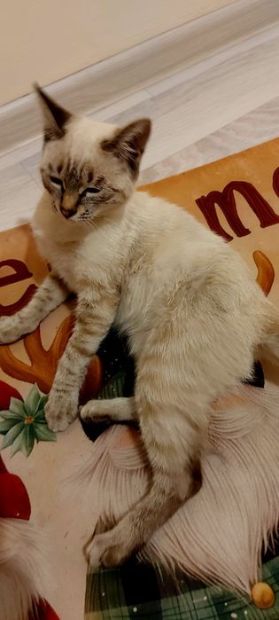 Сиамская Кошечка