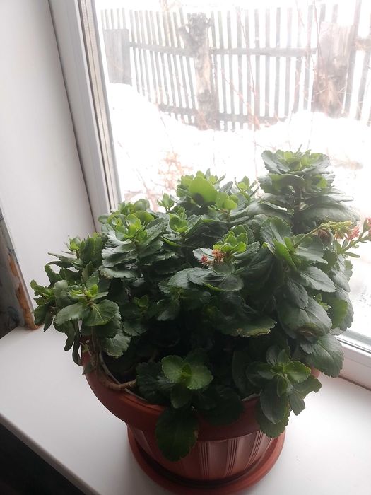 Продам цветок каланхоэ красный