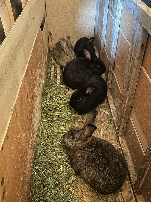 Еркек қояндар сатылады