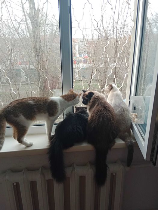 отдам котов и кошек в добрые руки