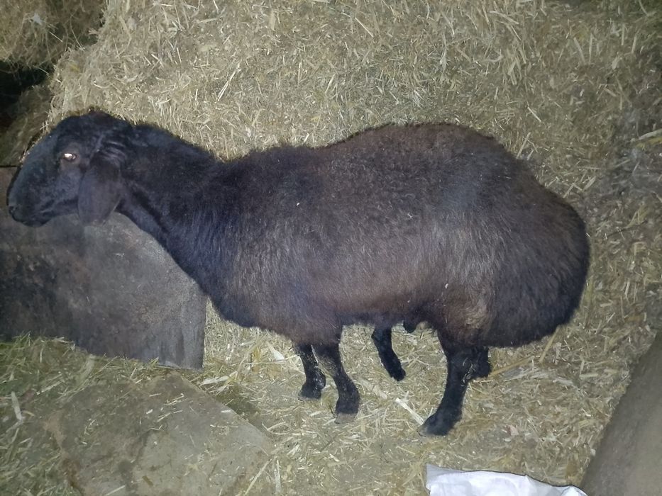 Katta Ona  bola quy sotiladi