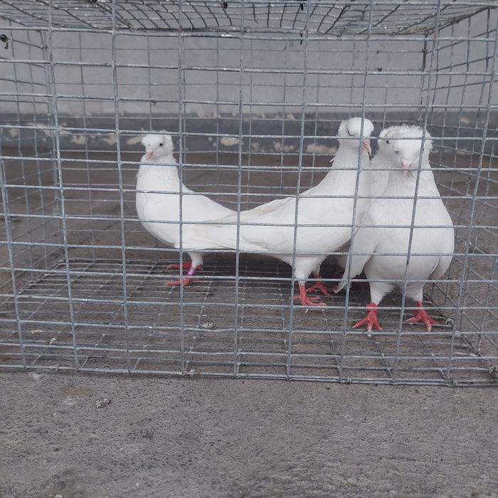 Бели чубати бровястые 2пара