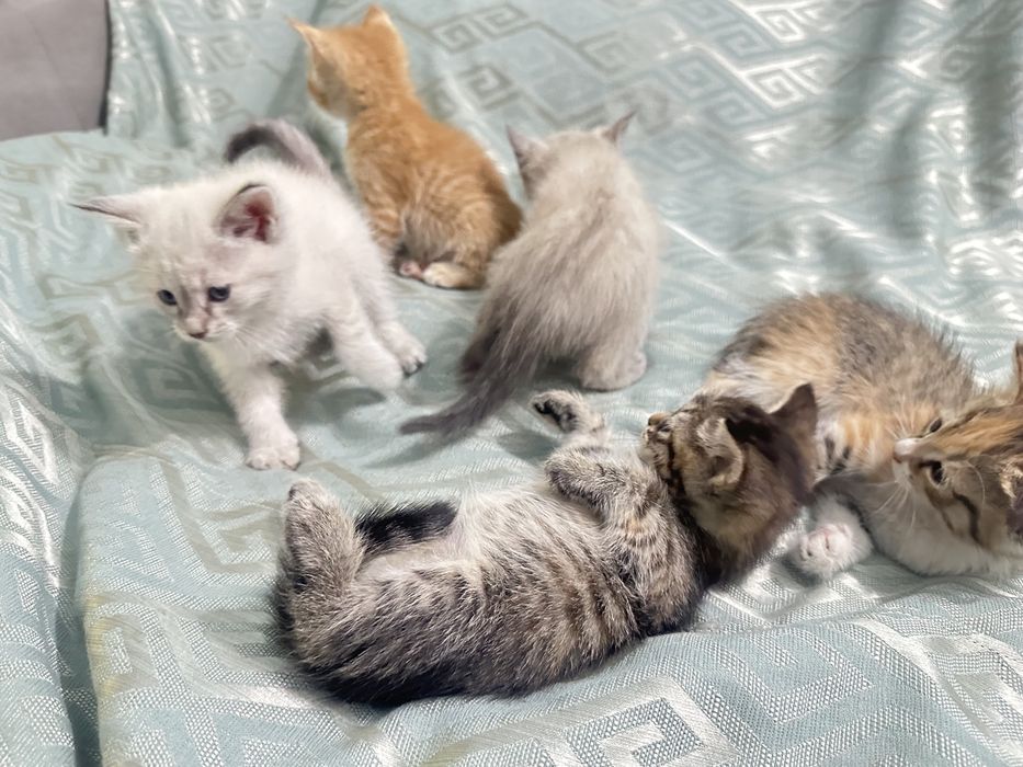 Котята красивые игривые