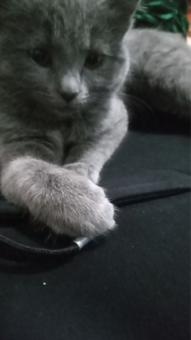 2oyli mushuk sotiladi srochna