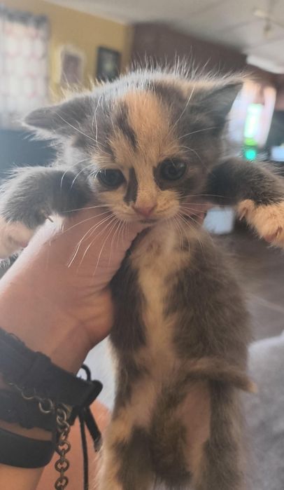 Шотландские котята 1.5 мес девочки