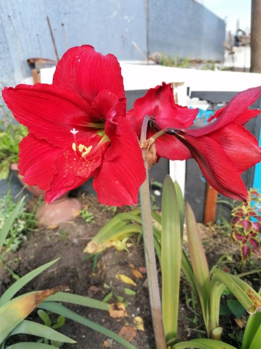 Луковицы гиппеаструмов