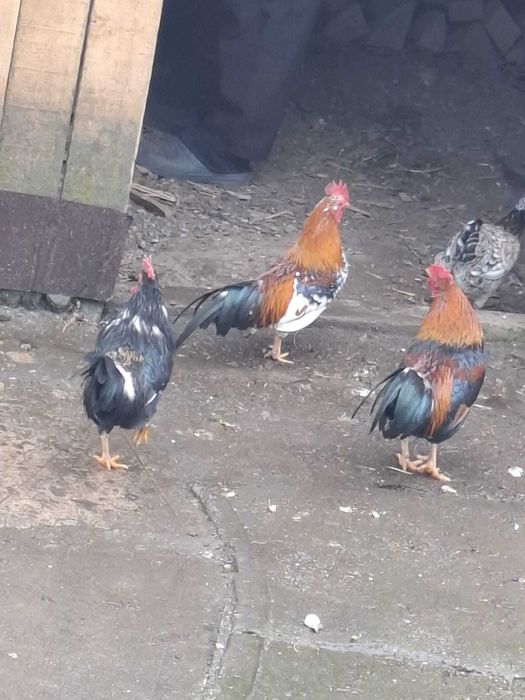 Cocosi  pitici americani disponibili
