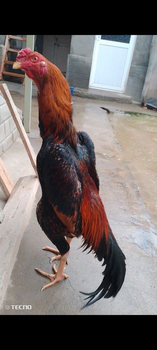 Horoz Kareya shamo sotiladi