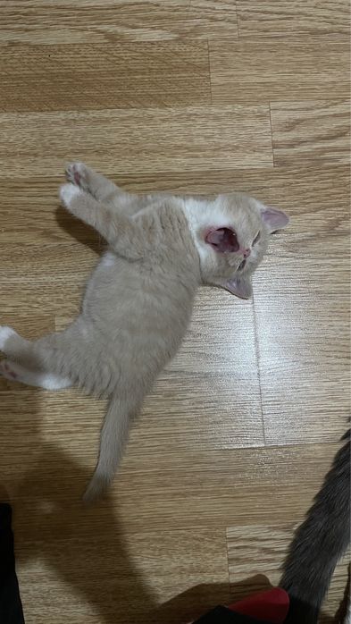 Марғау сатылады!!!