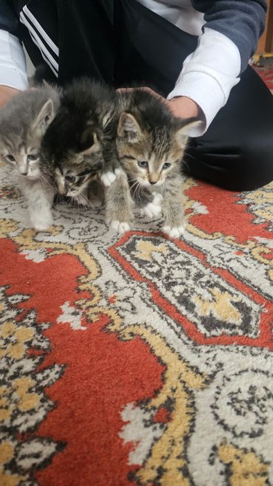 Бесплатно котята