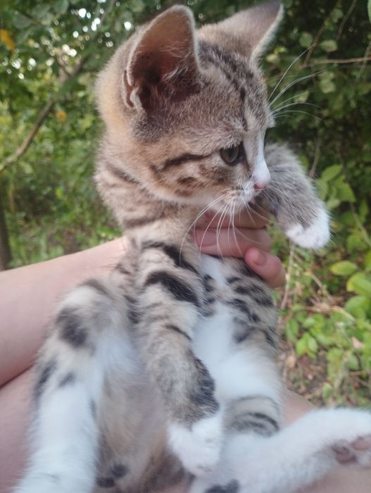 Отдам котят(девочки) в добрые руки